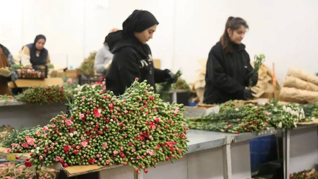 Antalya’nın Çiçekleri Avrupa’yı Renklendirecek 2